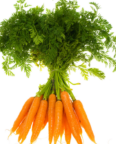 秋日食養(yǎng)正當時 聚焦時令蔬菜與茶葉種植的養(yǎng)生智慧