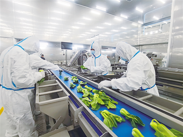 打造國內首批現(xiàn)代化凈菜加工樣板生產基地——探訪永登甘味安全凈菜超級工廠