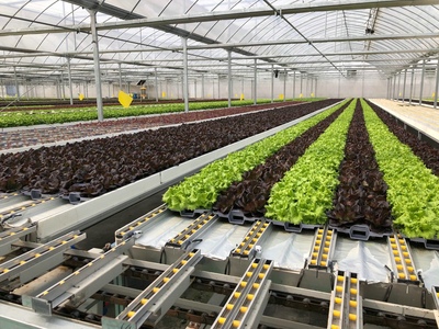 孫橋農(nóng)業(yè)智能化蔬菜工廠建設(shè)圓滿完工，苗木產(chǎn)業(yè)邁向新紀(jì)元